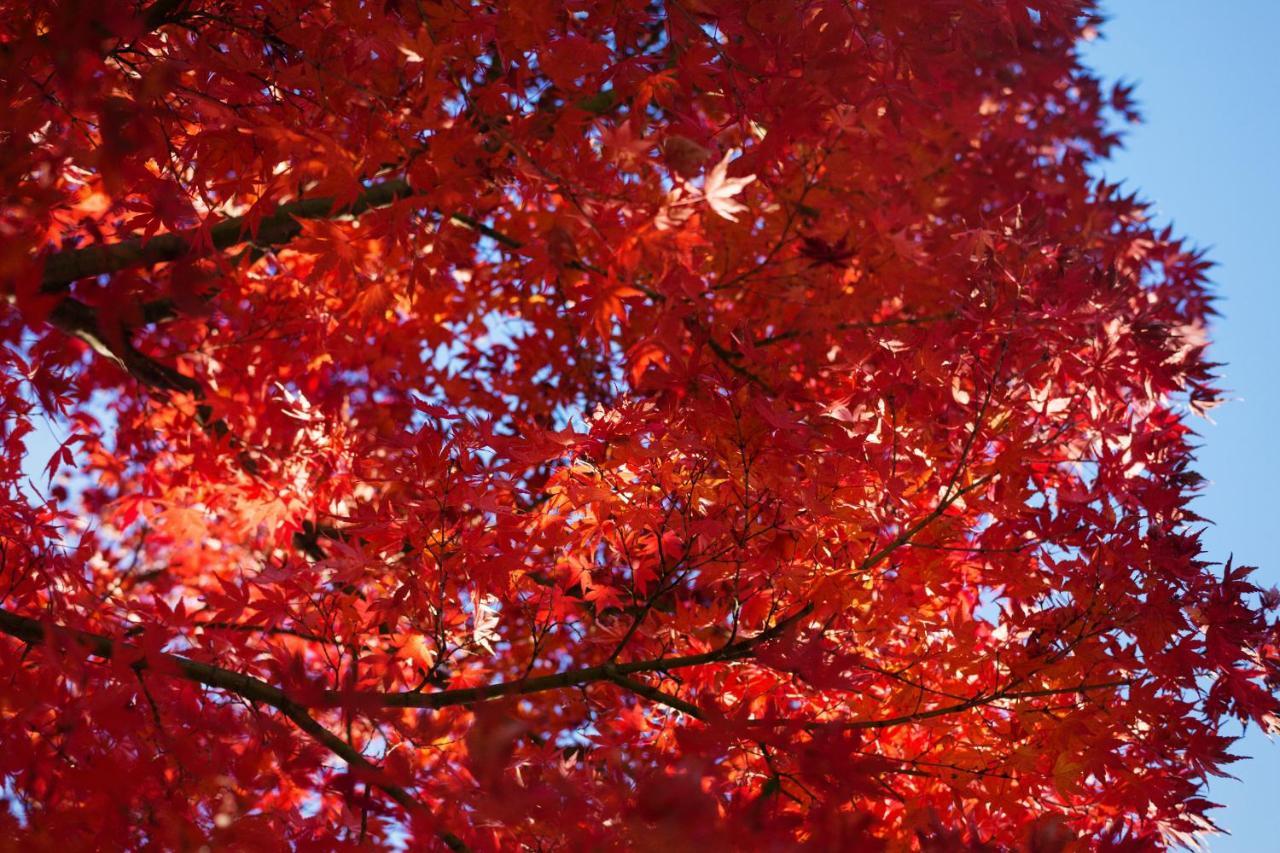 Hinode Ryokan Odawara Exteriör bild
